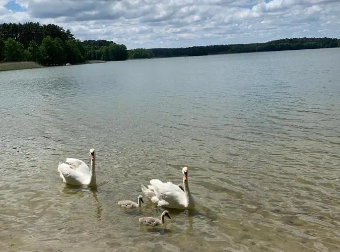 Wypoczynkowy W Lesie Nad Jeziorem *